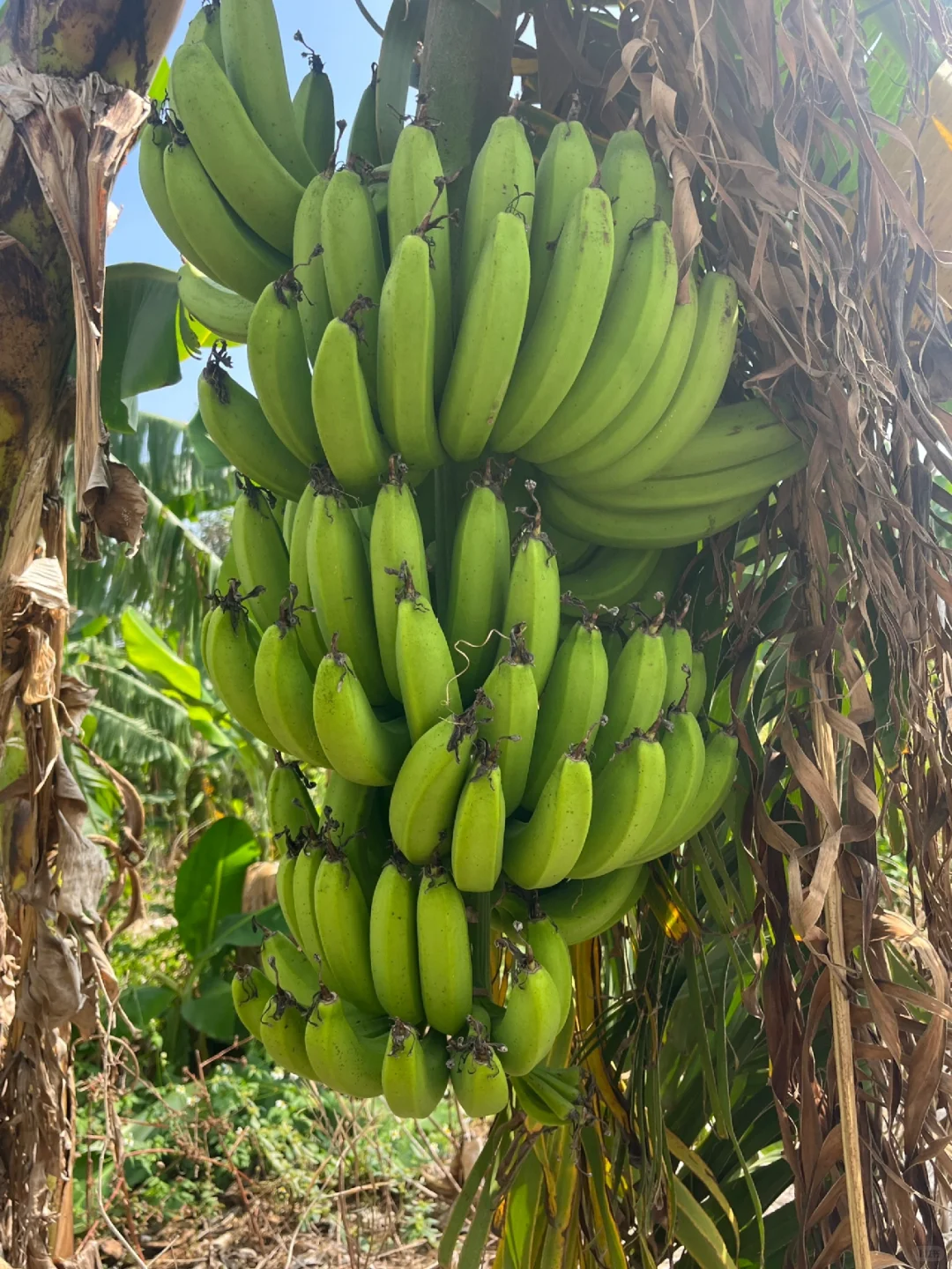 每天都有干不完的农活和吃不完的水果和蔬菜