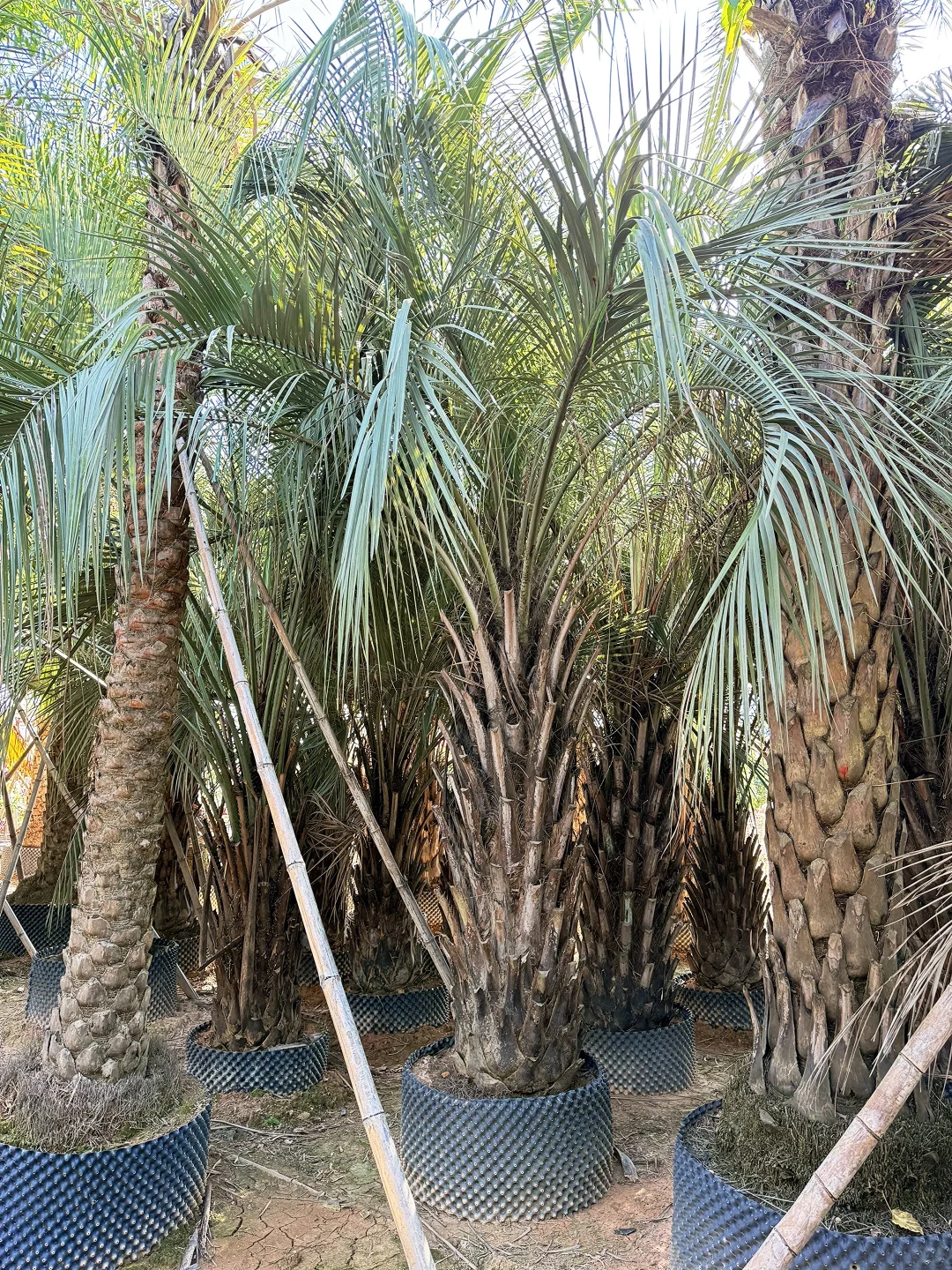 热带风情棕榈树 最耐寒的热带棕榈绿化树 可