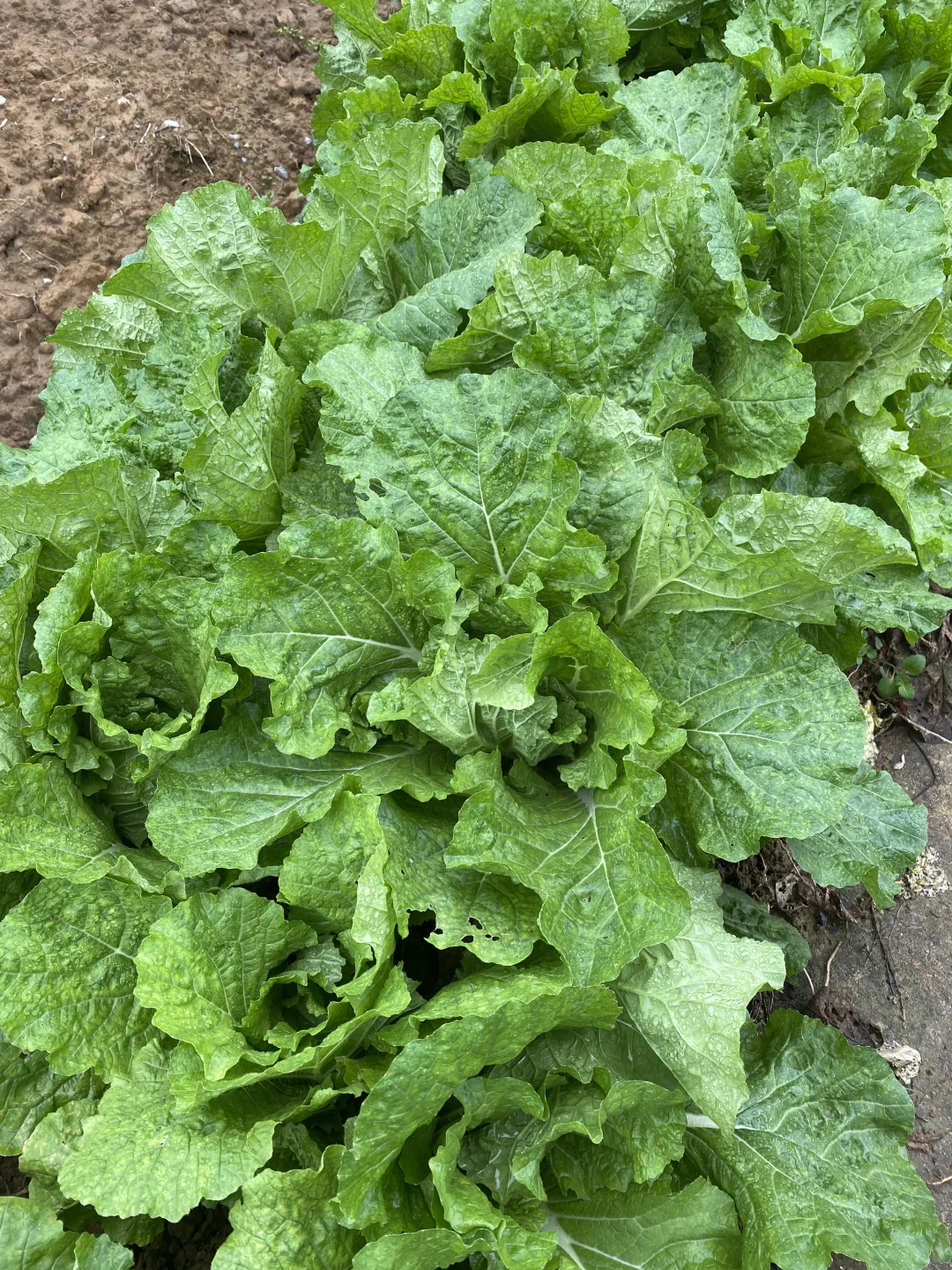 60多万的农村自建房，能自己种菜就值30万