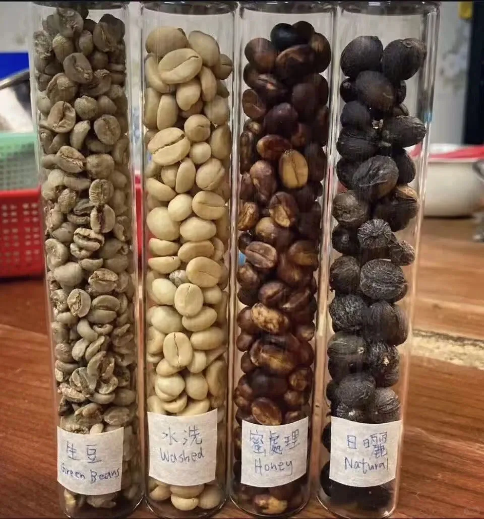 香港也有可持续种植的咖啡园☕️