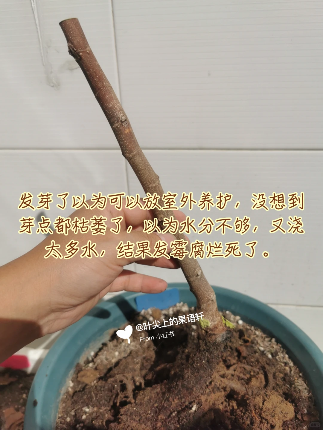 天塌了无花果裸根苗死了