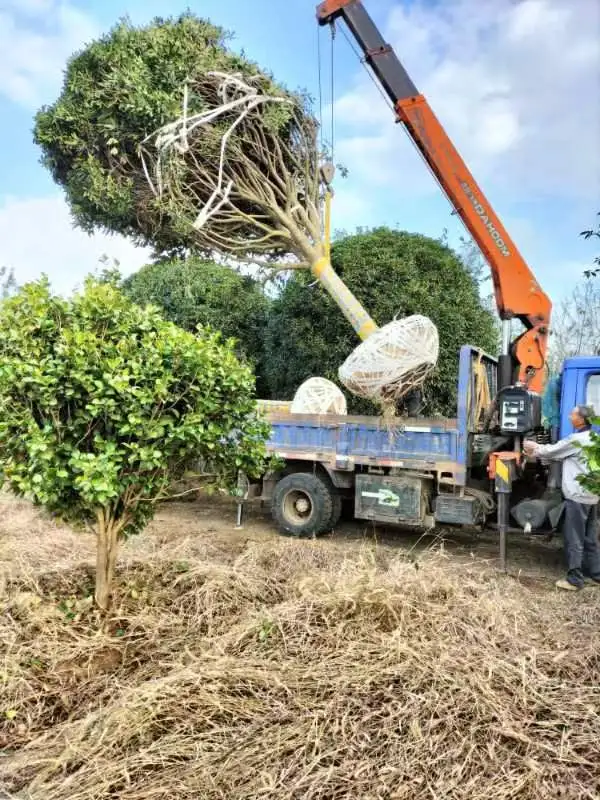 秋季是树木修剪施肥种植季节，来年长势更好