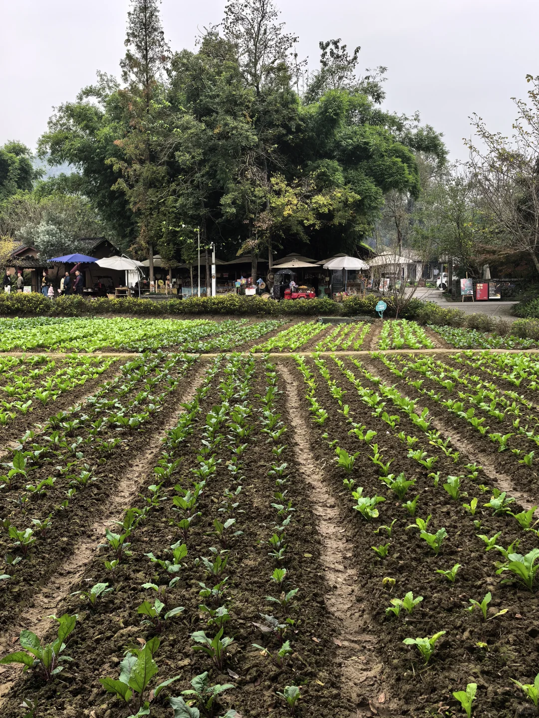 再次感受成都美丽乡村后有感