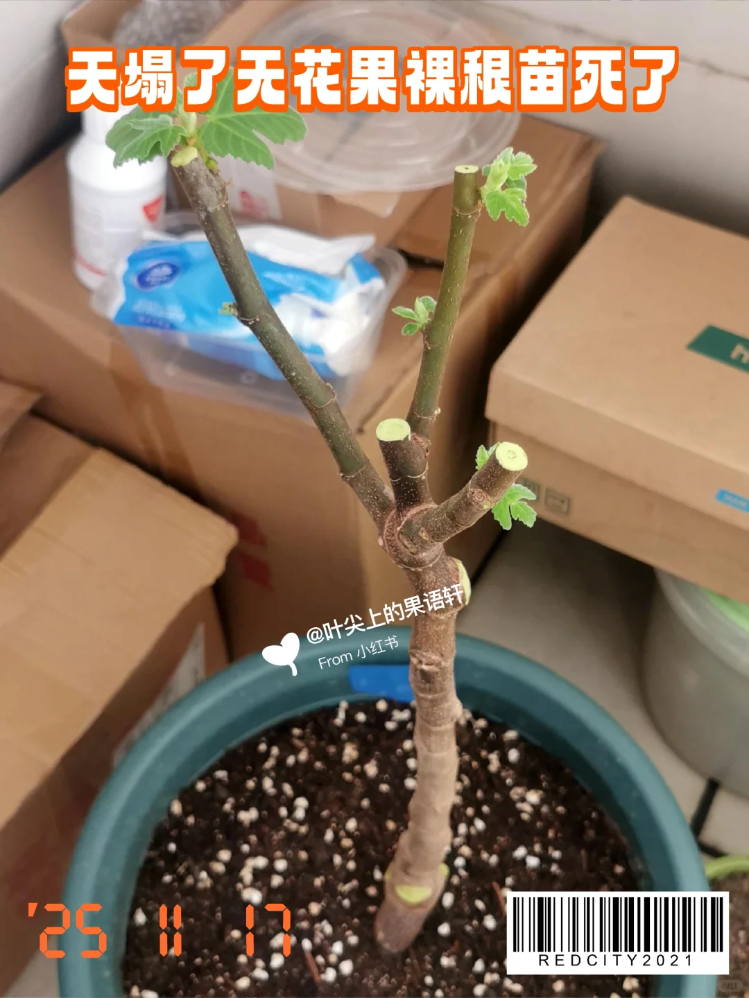 天塌了无花果裸根苗死了