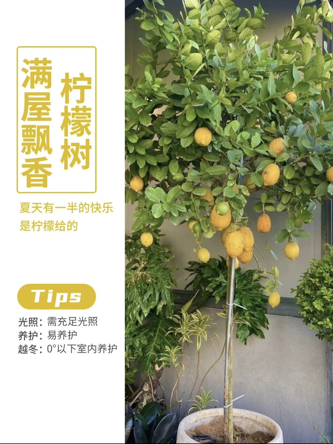 日常柠檬树养护小知识~
