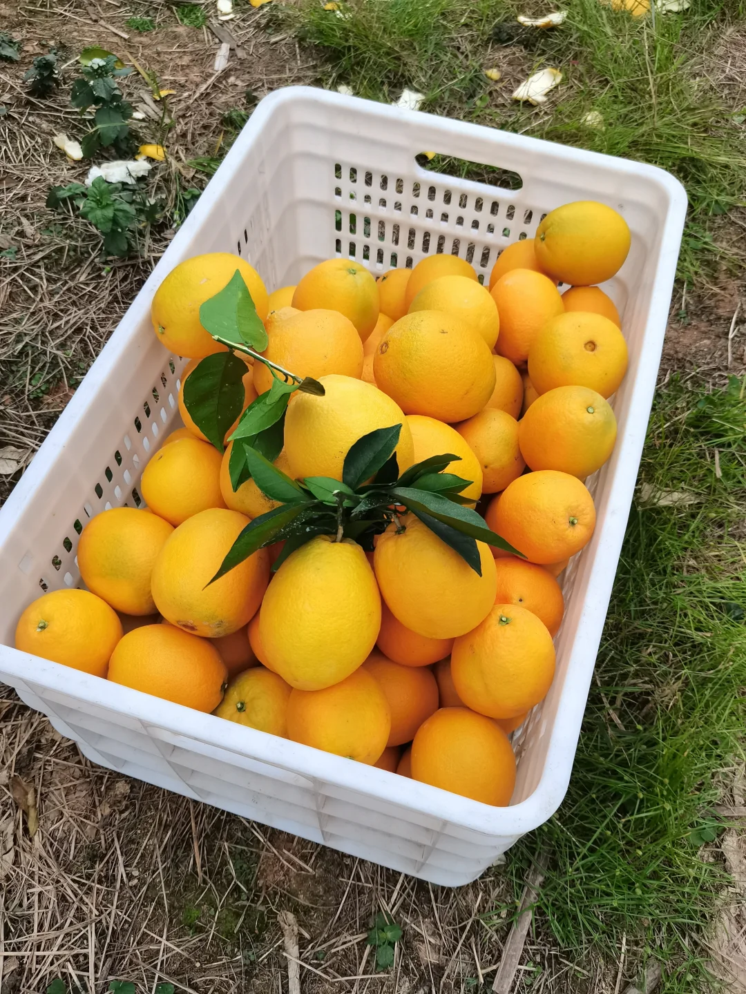 真实的农村没有诗和远方！只有挑着百斤橙子