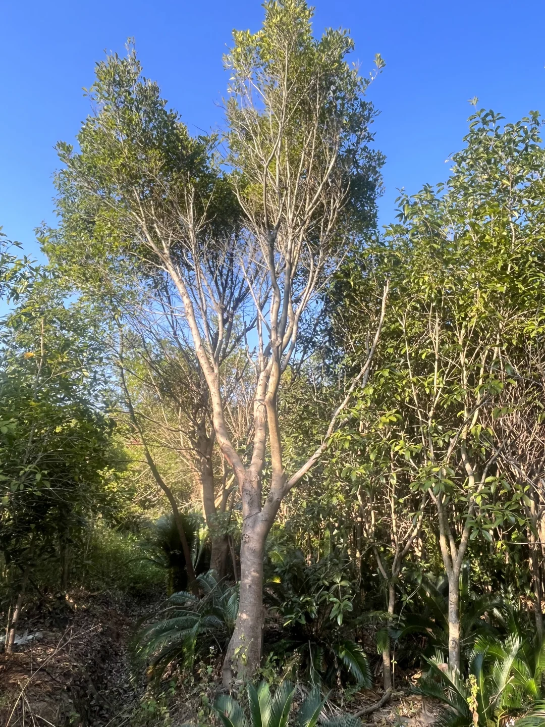 江西赣州苗圃清地，处理价格，给钱就卖