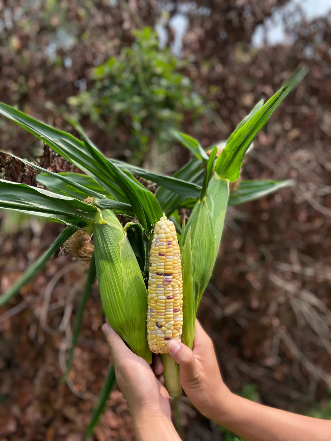 ? 新农人的田园生活，竟然这么治愈！✨