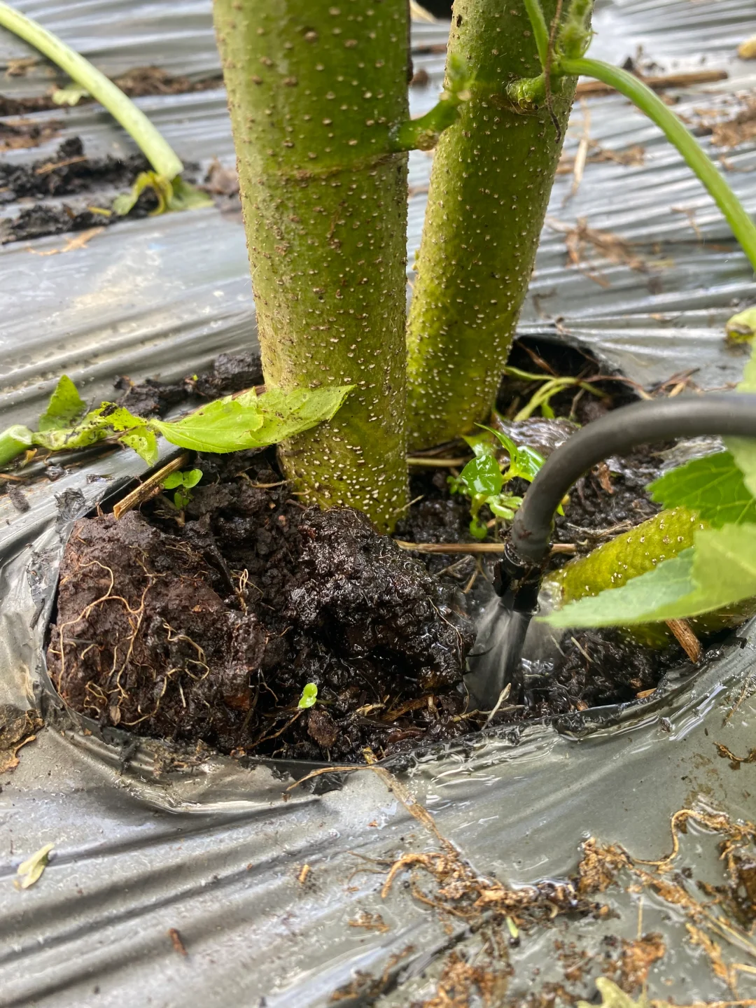 价钱不好我们还是坚持的种?‍?