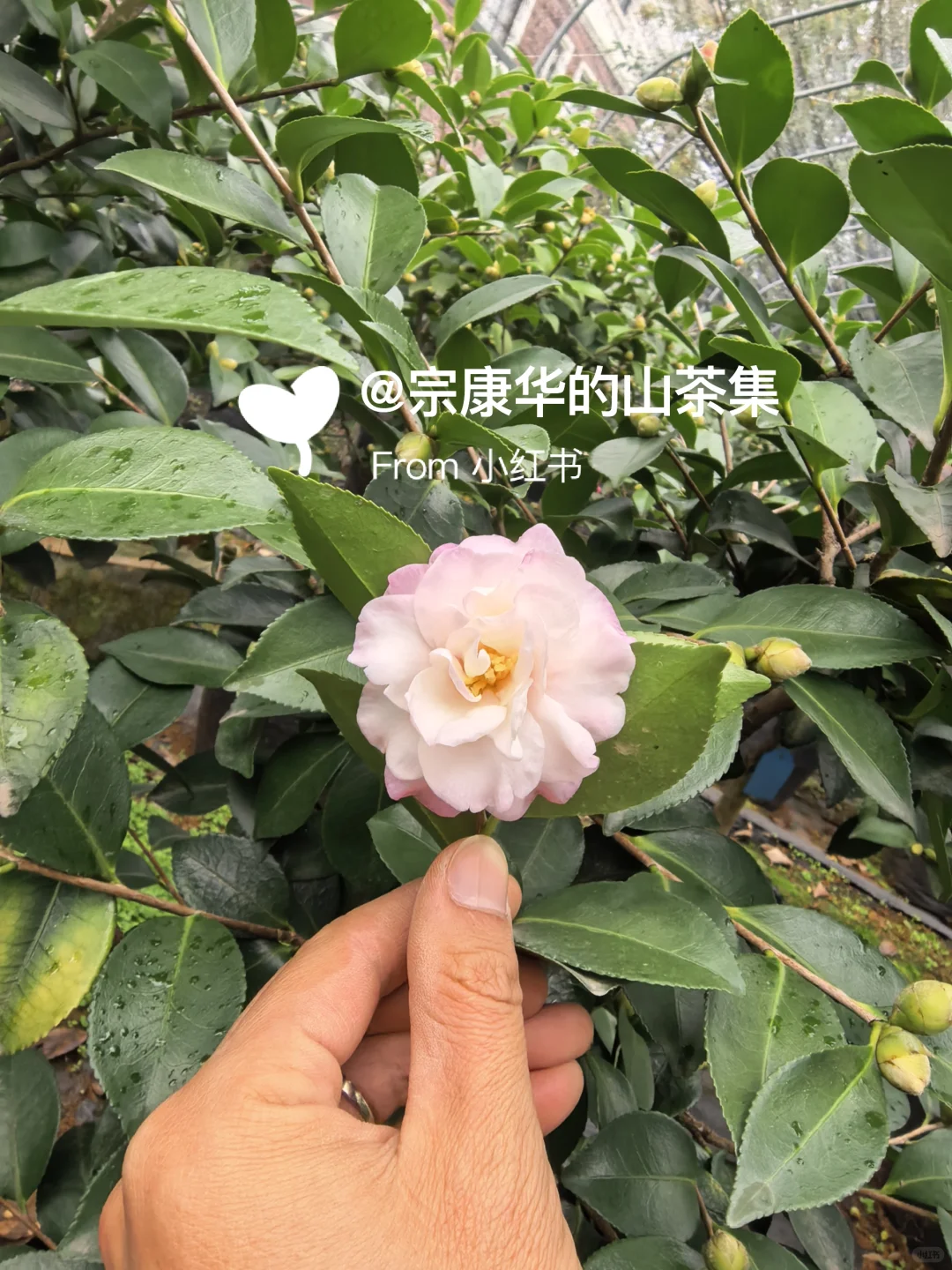 自育茶梅:芳华(Camellia hiemalis ‘Fanghu