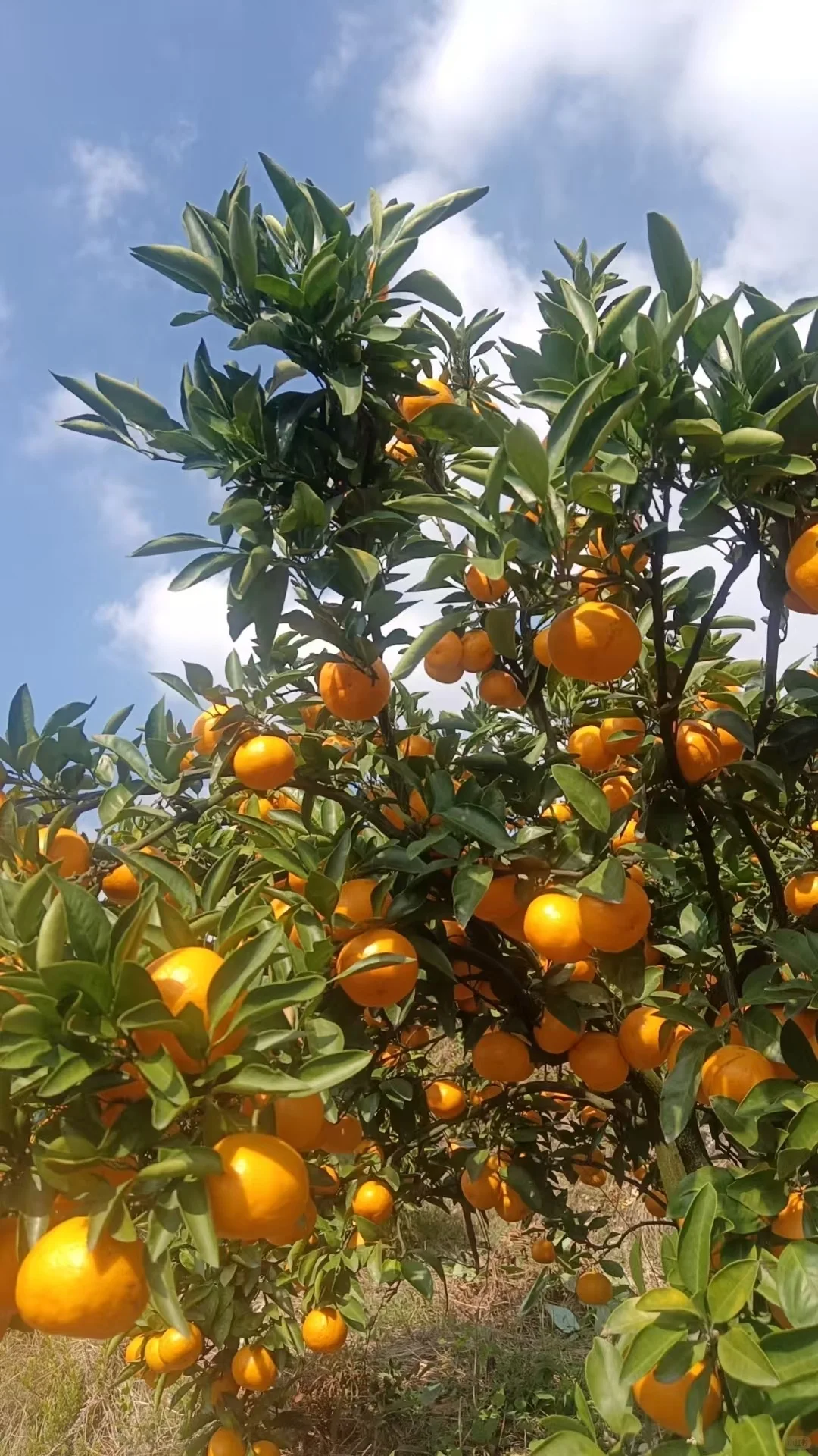 重生之我在农村卖橘子?