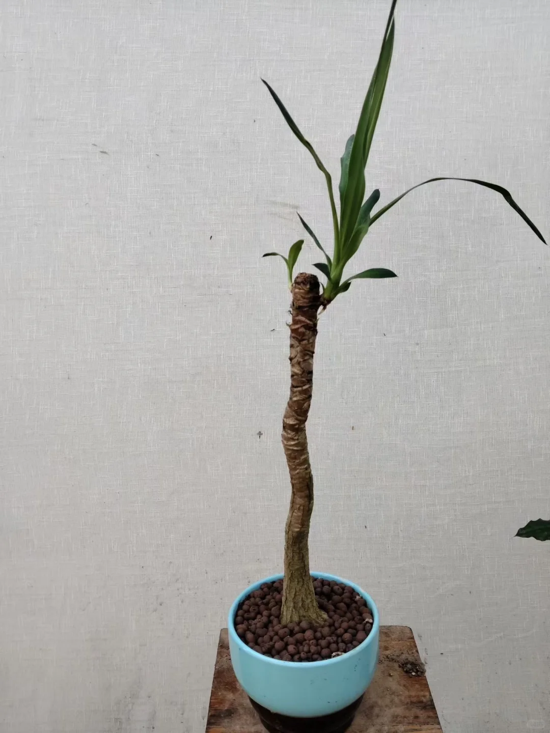 自家花棚大甩卖了！爱花的朋友请看！