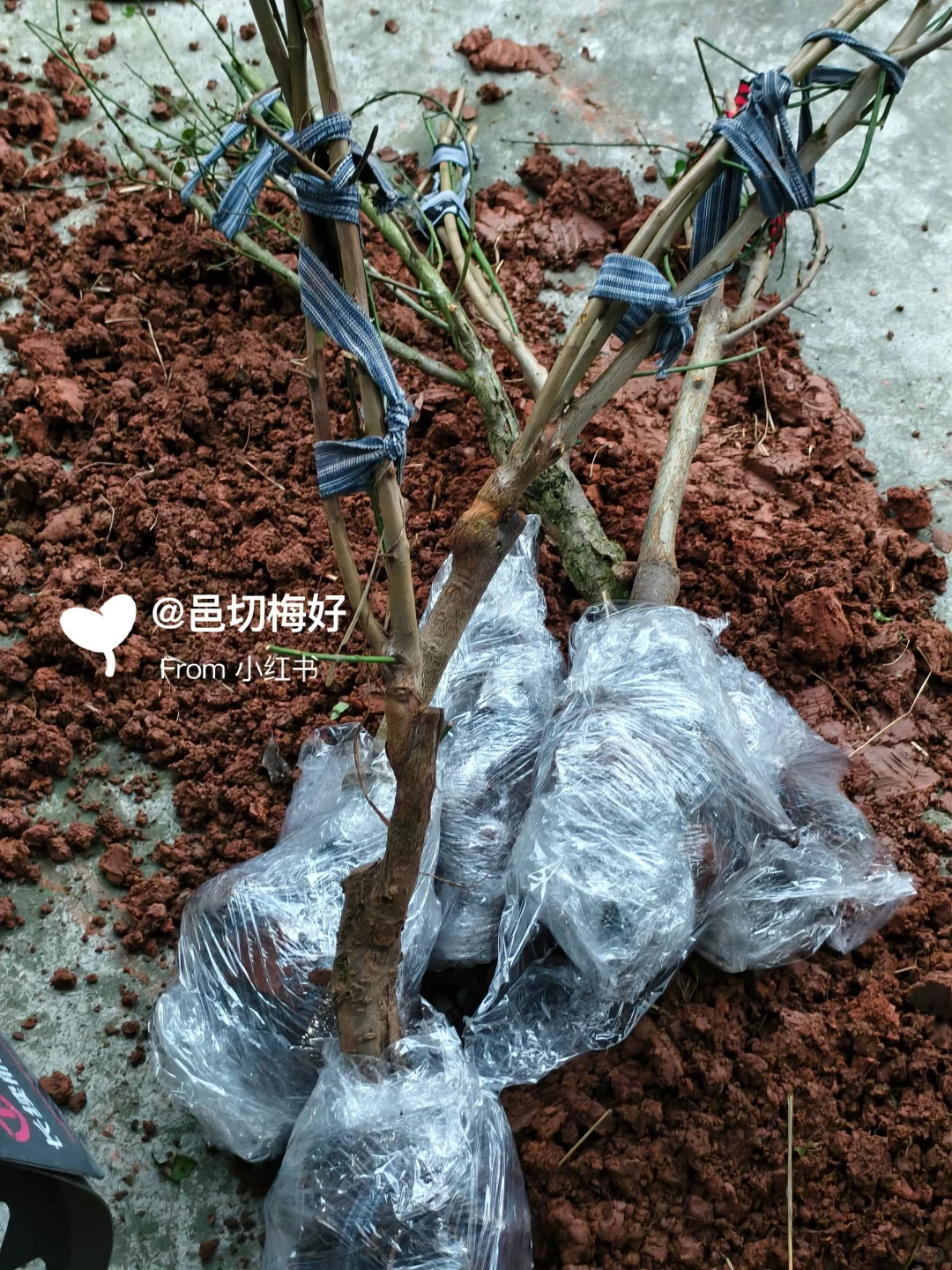 南高梅青梅树苗已经给大家发完了～