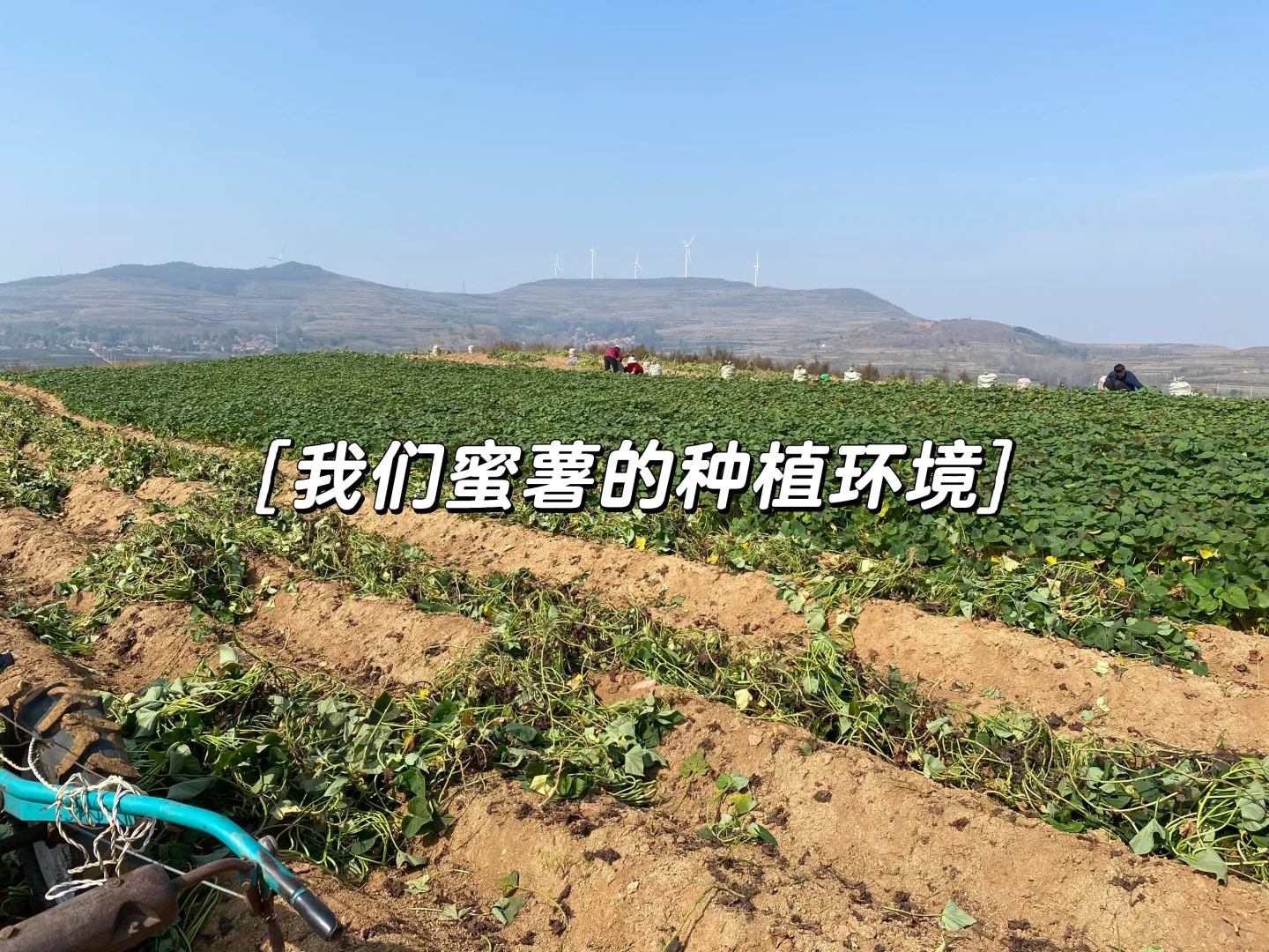 一个月帮父母卖了一万斤蜜薯，是种什么体验！