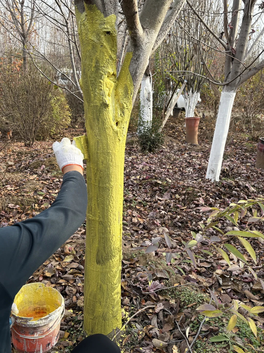 ? 北方树苗过冬前准备