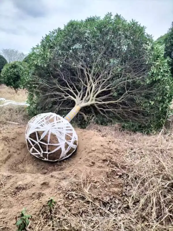 秋季是树木修剪施肥种植季节，来年长势更好