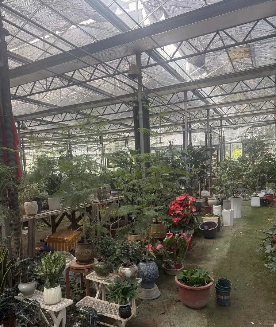 自家花棚大甩卖了！爱花的朋友请看！