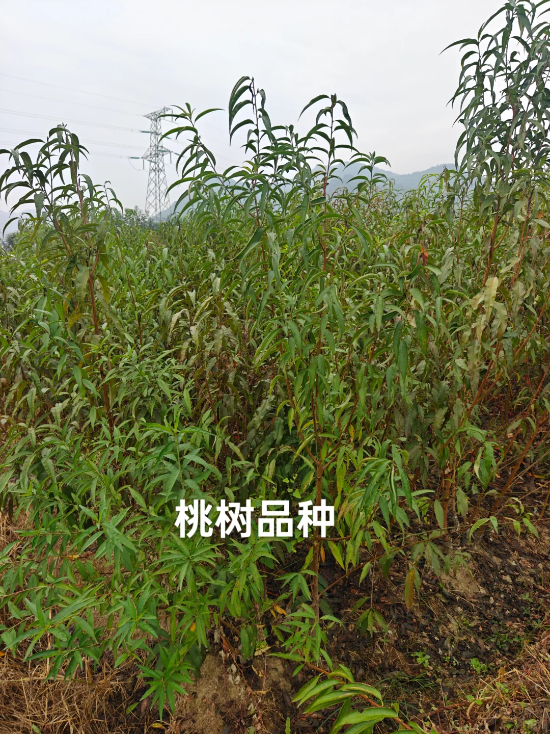 果树苗圃基地直供各类果树苗