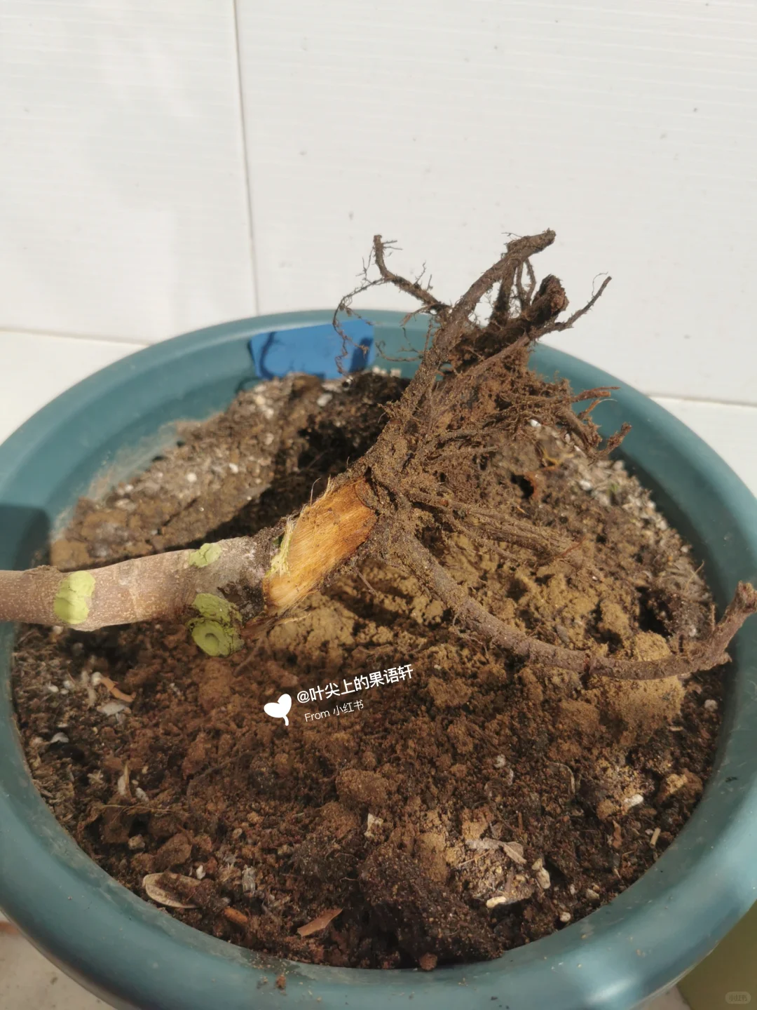 天塌了无花果裸根苗死了