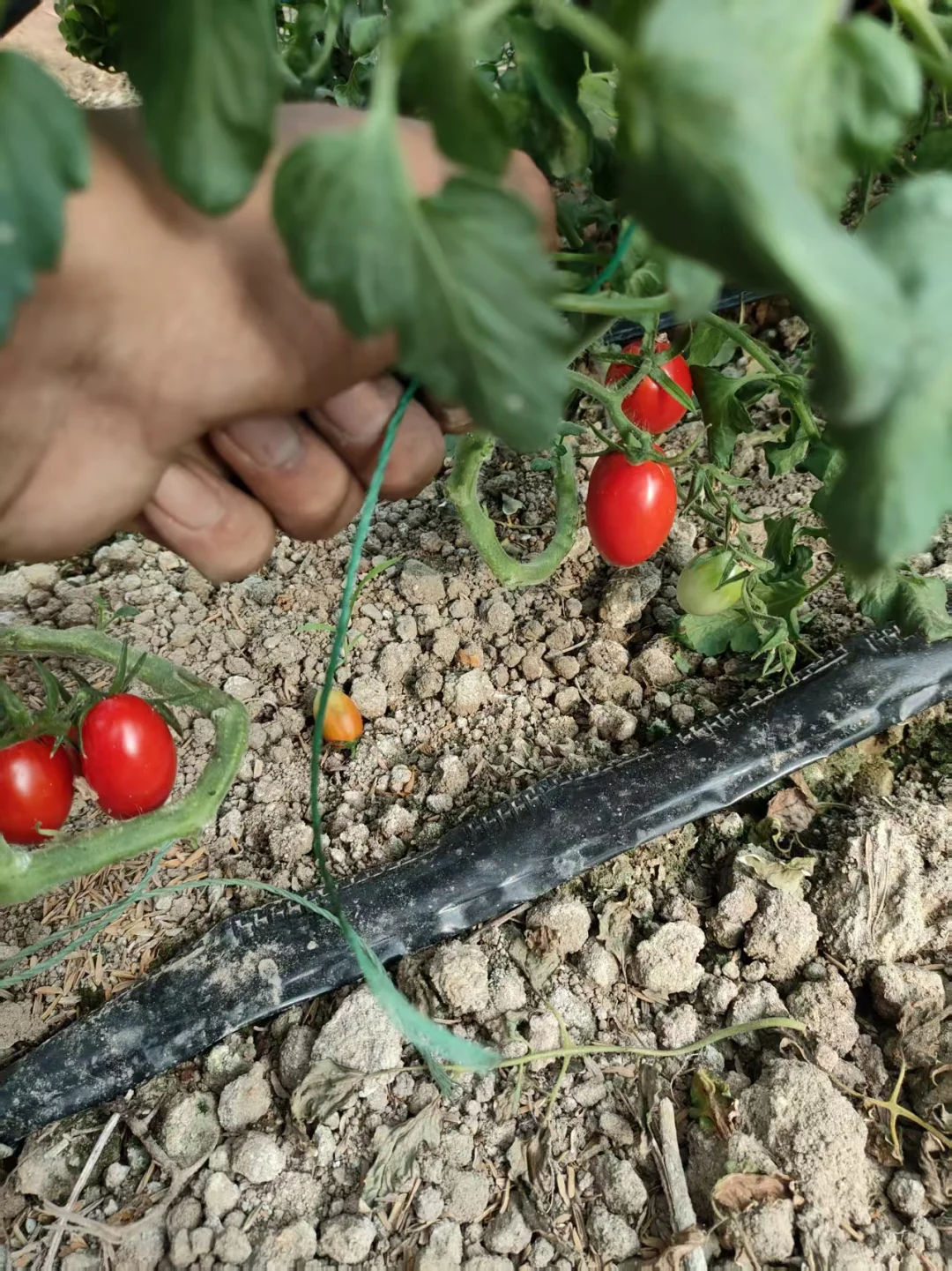 90后回乡创业种植大棚之中秋篇