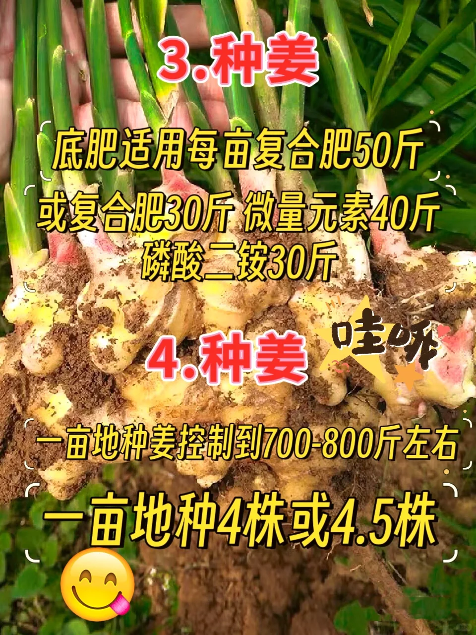 种生姜，高产丰收