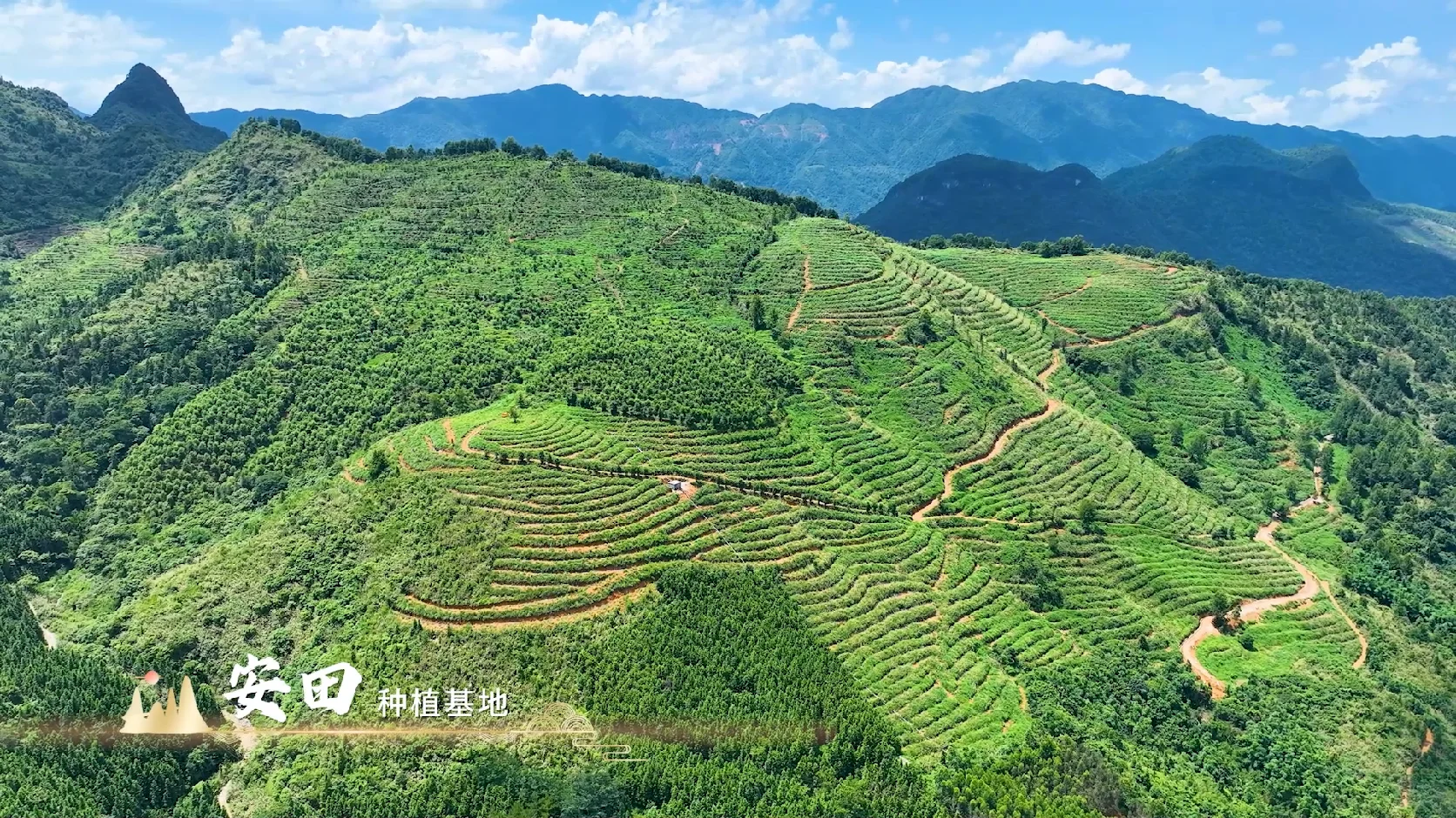 粤北瑶山宝藏-连南山苍子种植基地太震撼啦