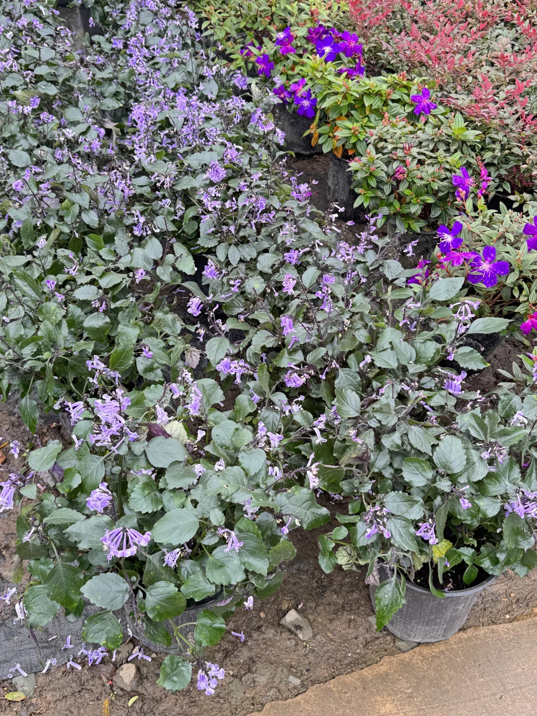 终于让我在长沙找到了一站式庭院采购的地方