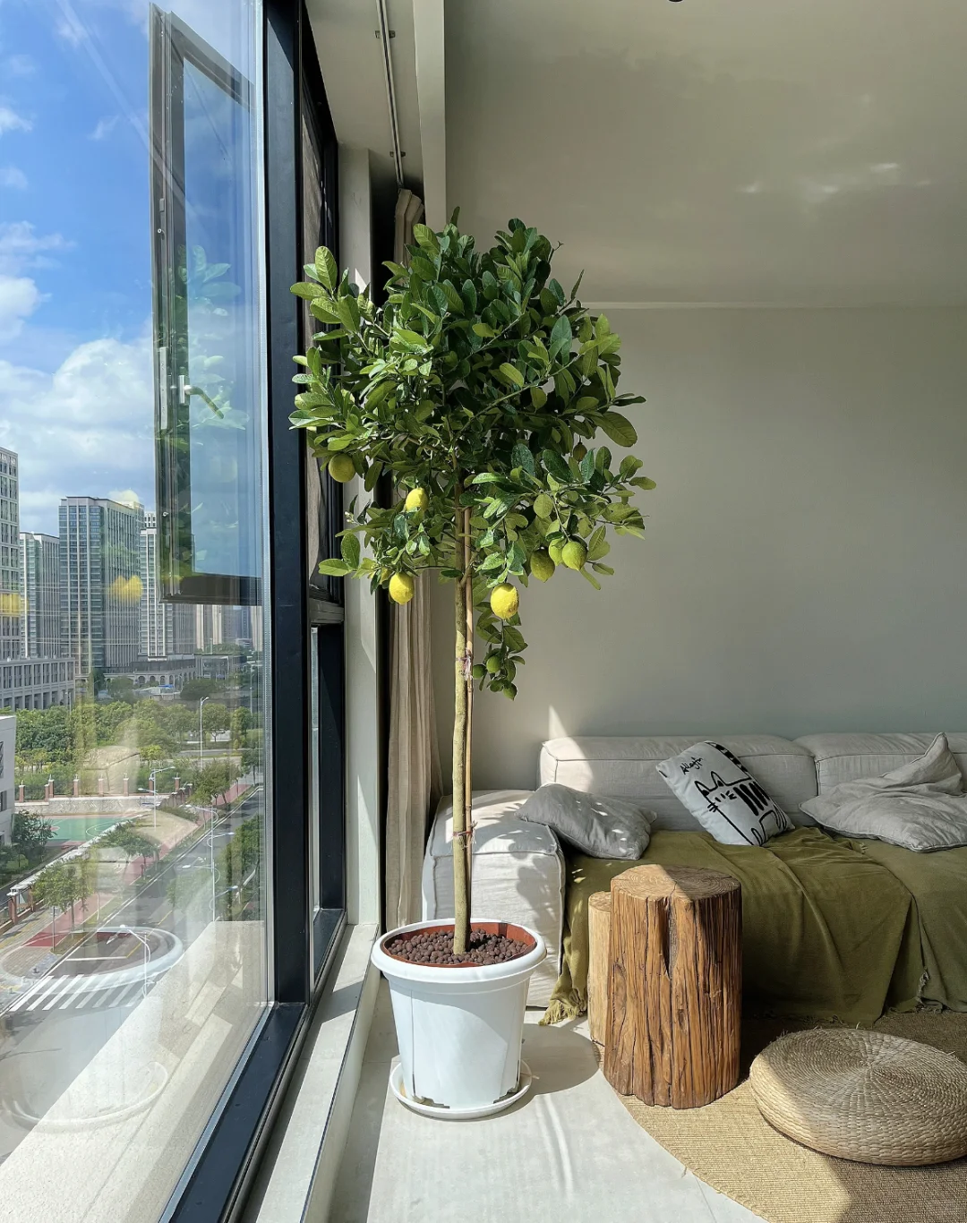 氛围感满满的柠檬树?