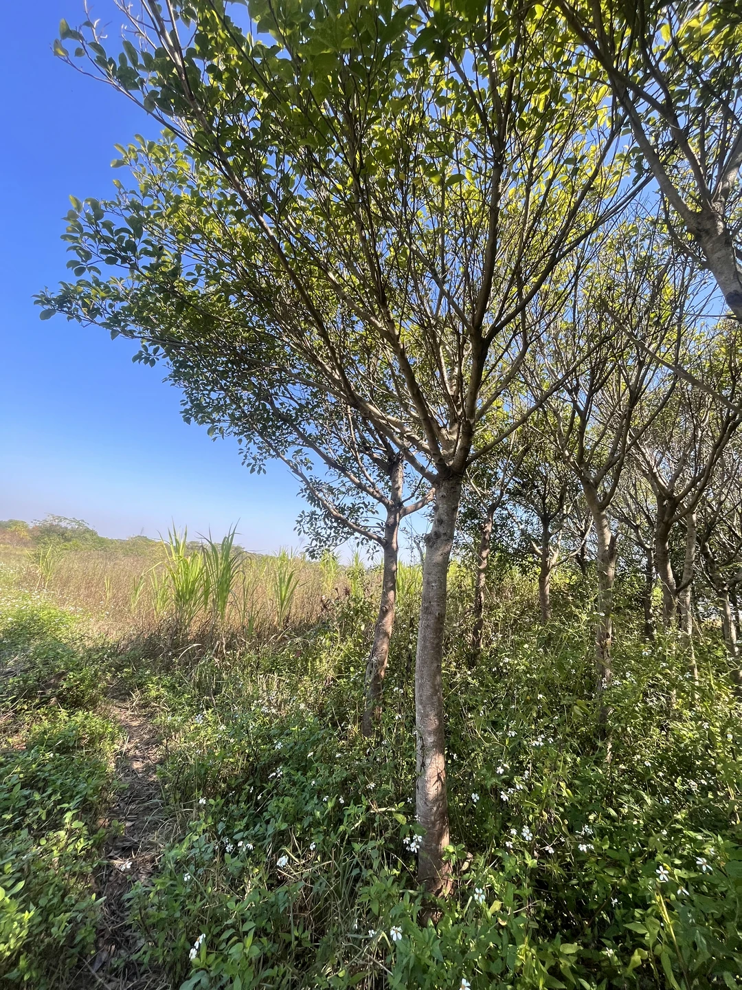 江西赣州苗圃清地，处理价格，给钱就卖