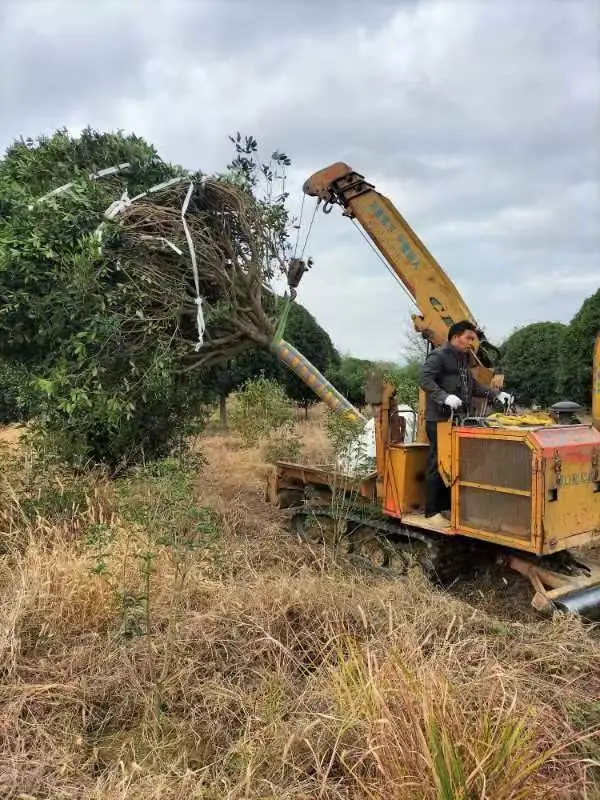 秋季是树木修剪施肥种植季节，来年长势更好