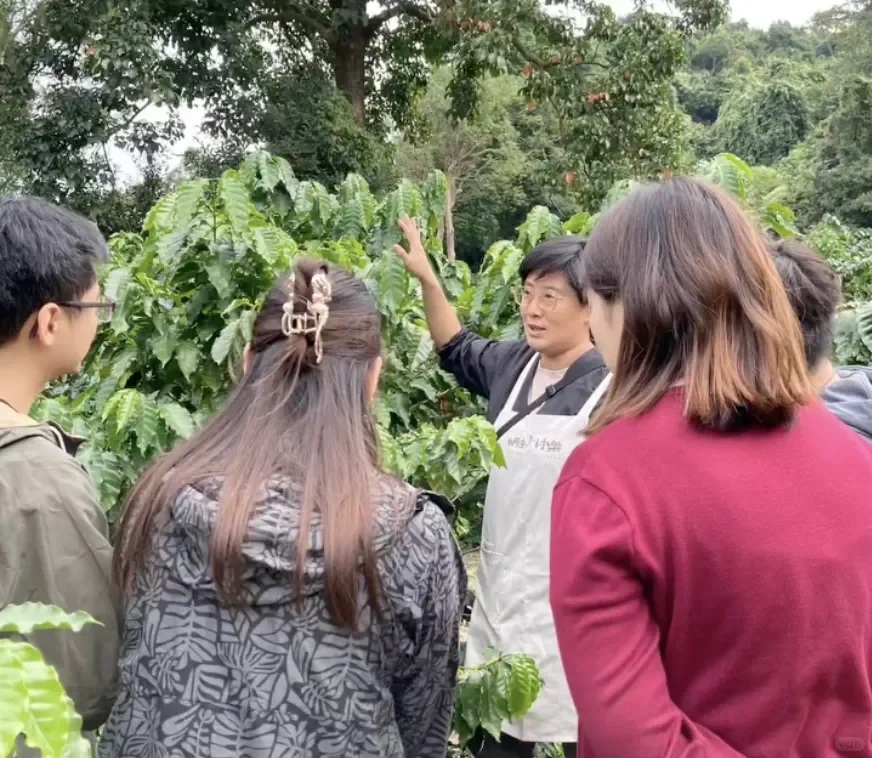 香港也有可持续种植的咖啡园☕️