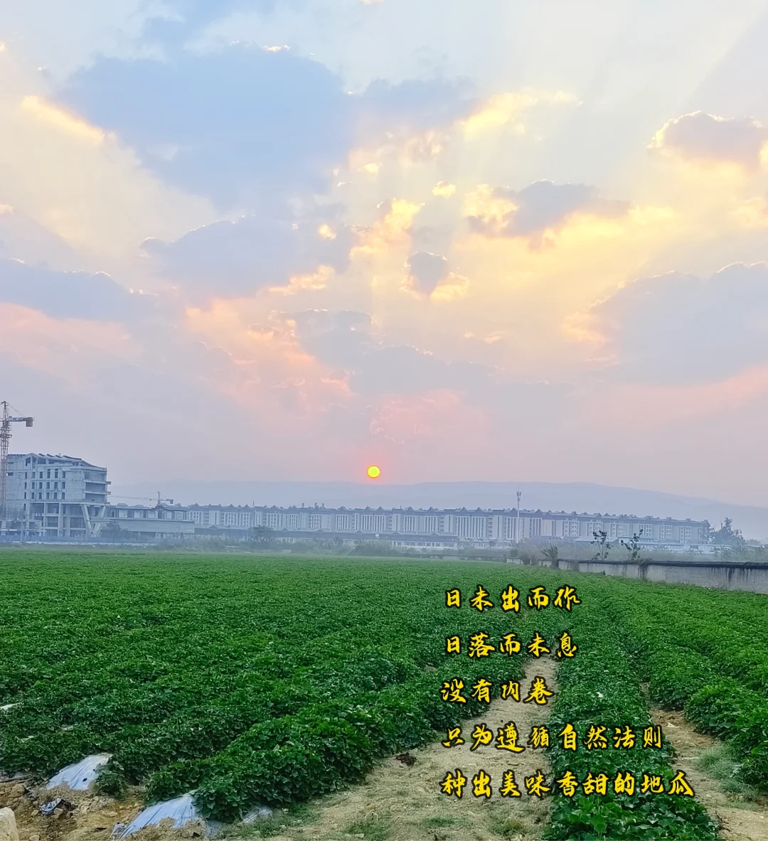 我在云南种地的第四年（1）