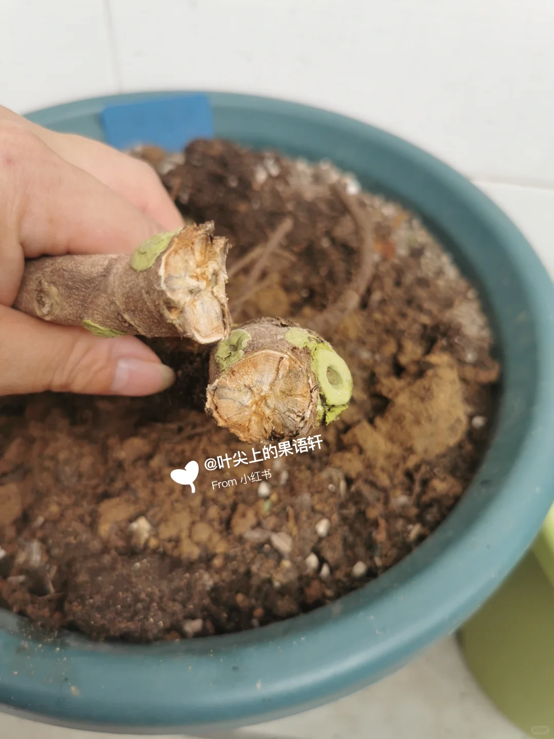 天塌了无花果裸根苗死了