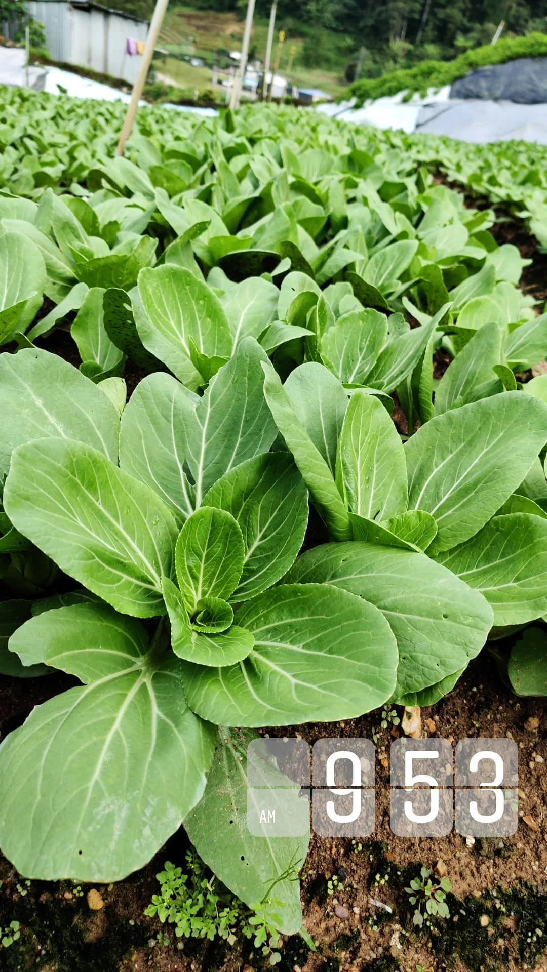 ??97菜农的坦白局|我为什么做自媒体