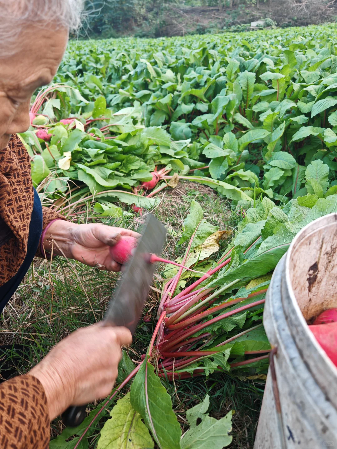 在小菜园里干点活