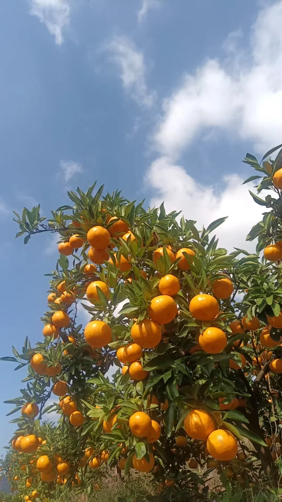 重生之我在农村卖橘子?