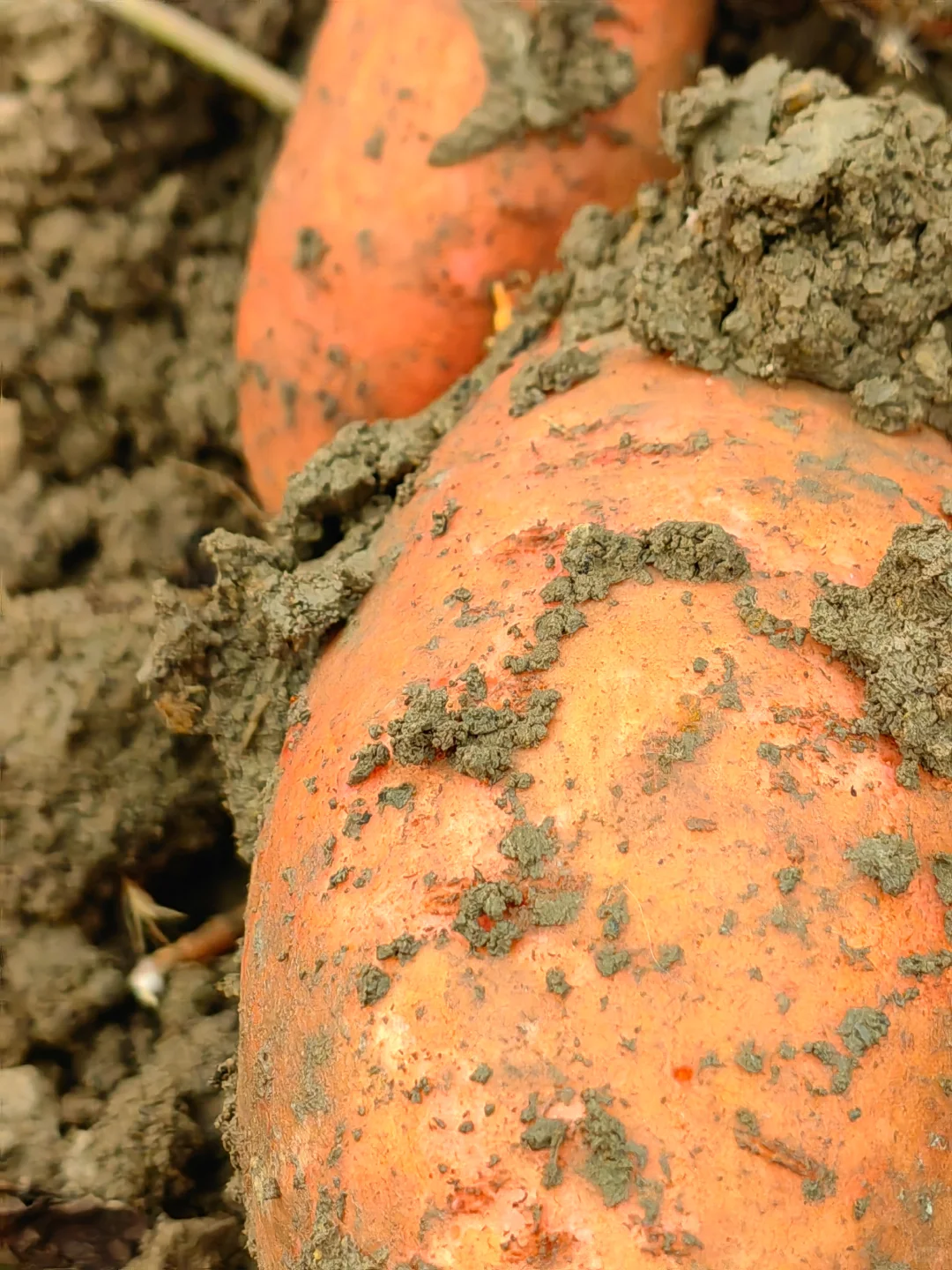 田园生活乐趣多，在地里挖呀挖呀挖?