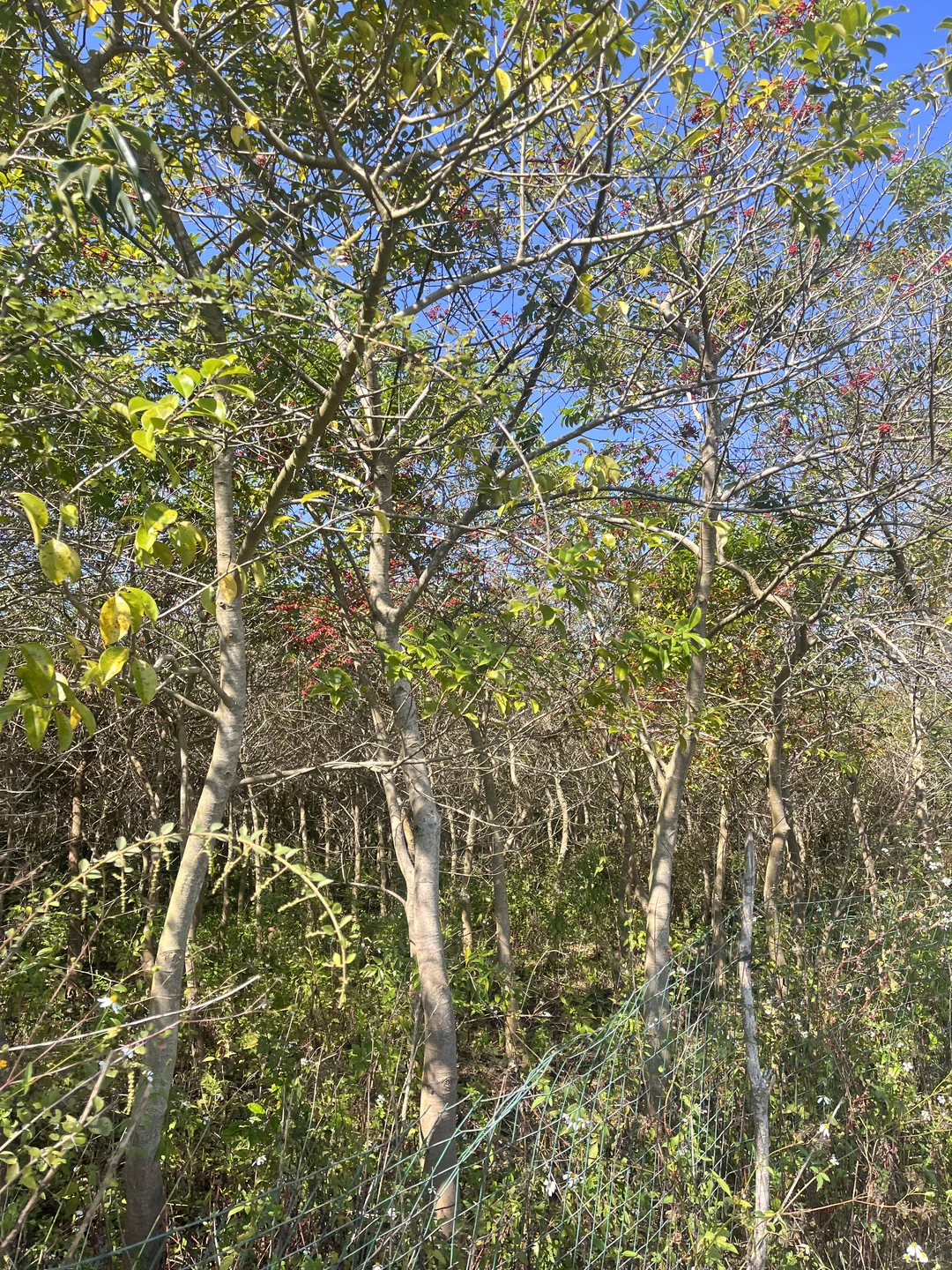 江西赣州苗圃清地，处理价格，给钱就卖