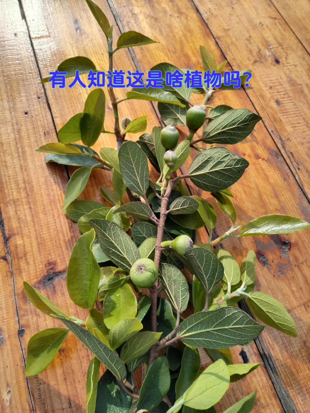 中年少女跨行农业种植基地工作第二十天