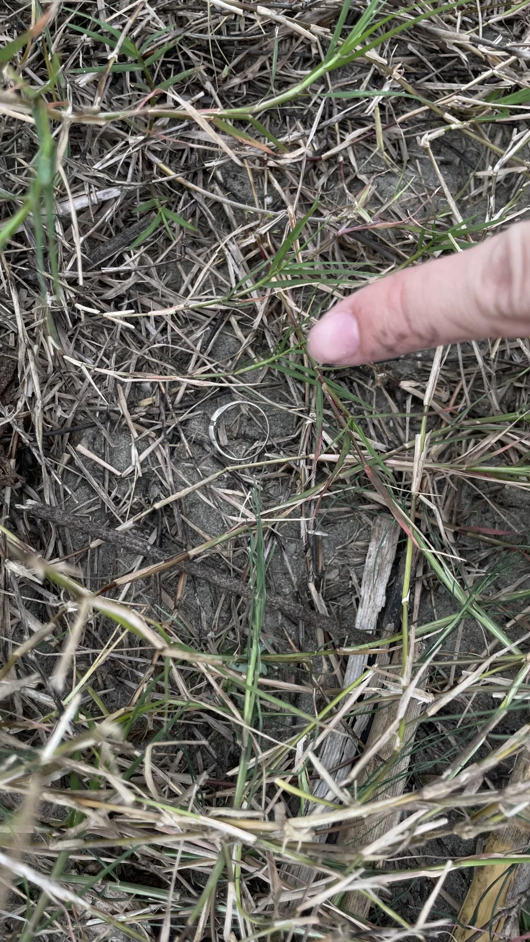 草丛里金属探测仪找戒指