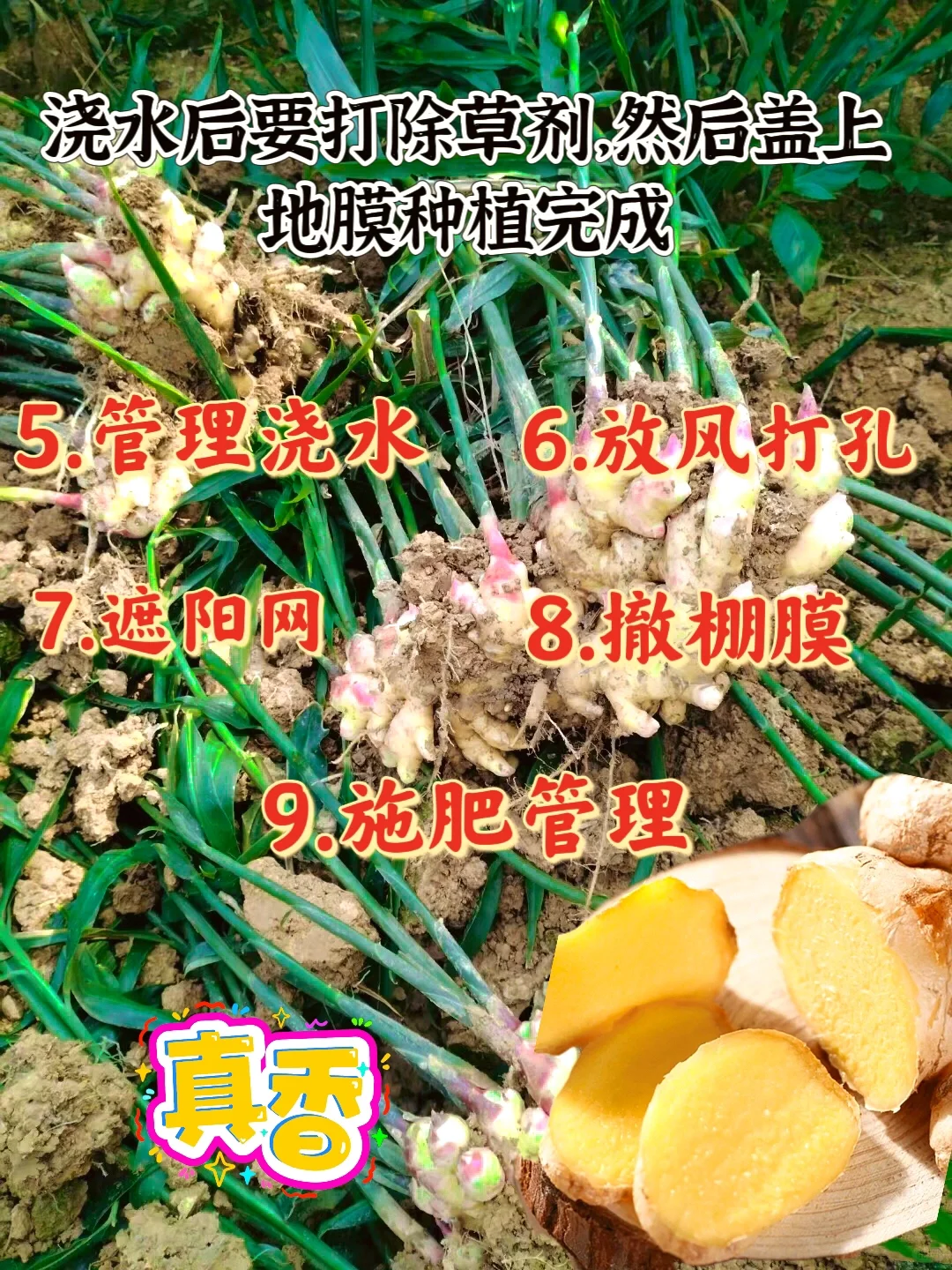 种生姜，高产丰收