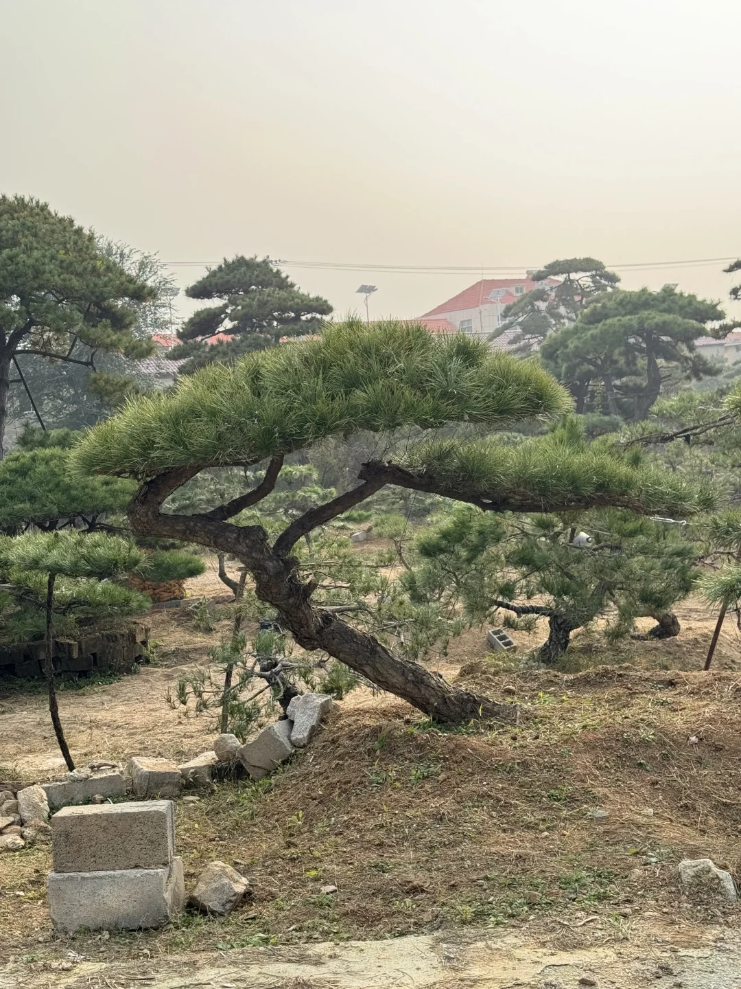 精品造型松基地、源头直供、精品造型松基地、