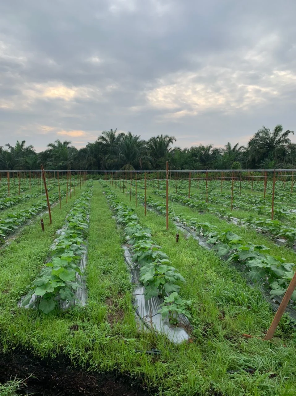 价钱不好我们还是坚持的种?‍?