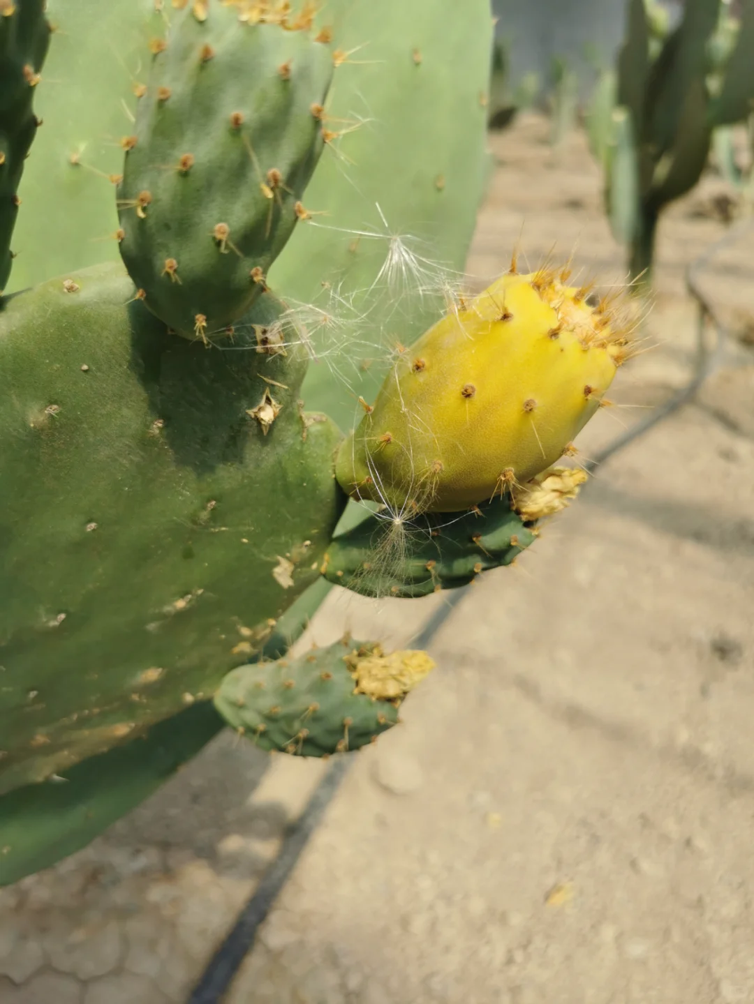 听我一句劝，创业的兄弟们千万别进农业的坑