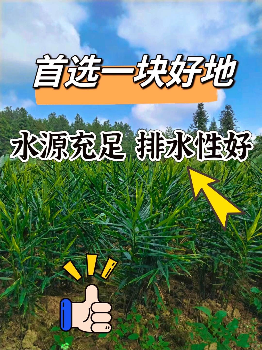 种生姜，高产丰收