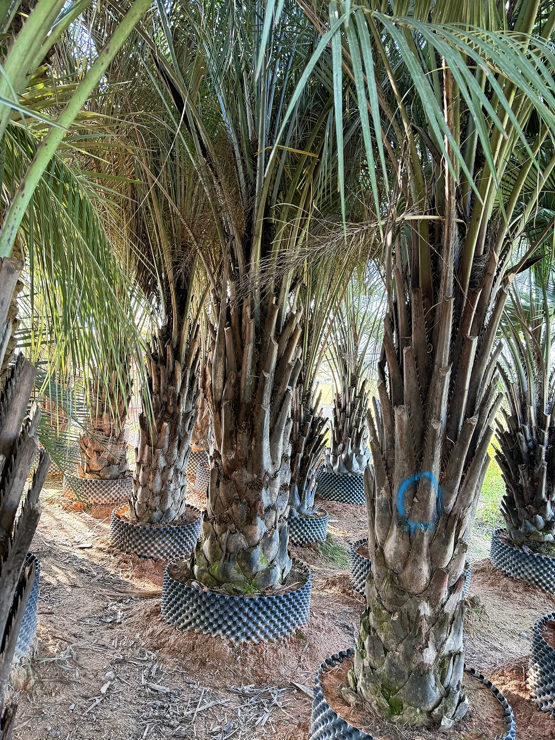 热带风情棕榈树 最耐寒的热带棕榈绿化树 可