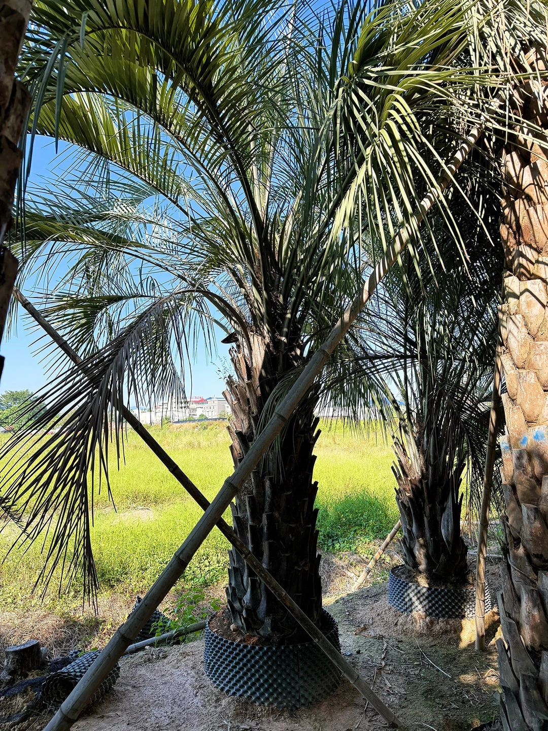 热带风情棕榈树 最耐寒的热带棕榈绿化树 可