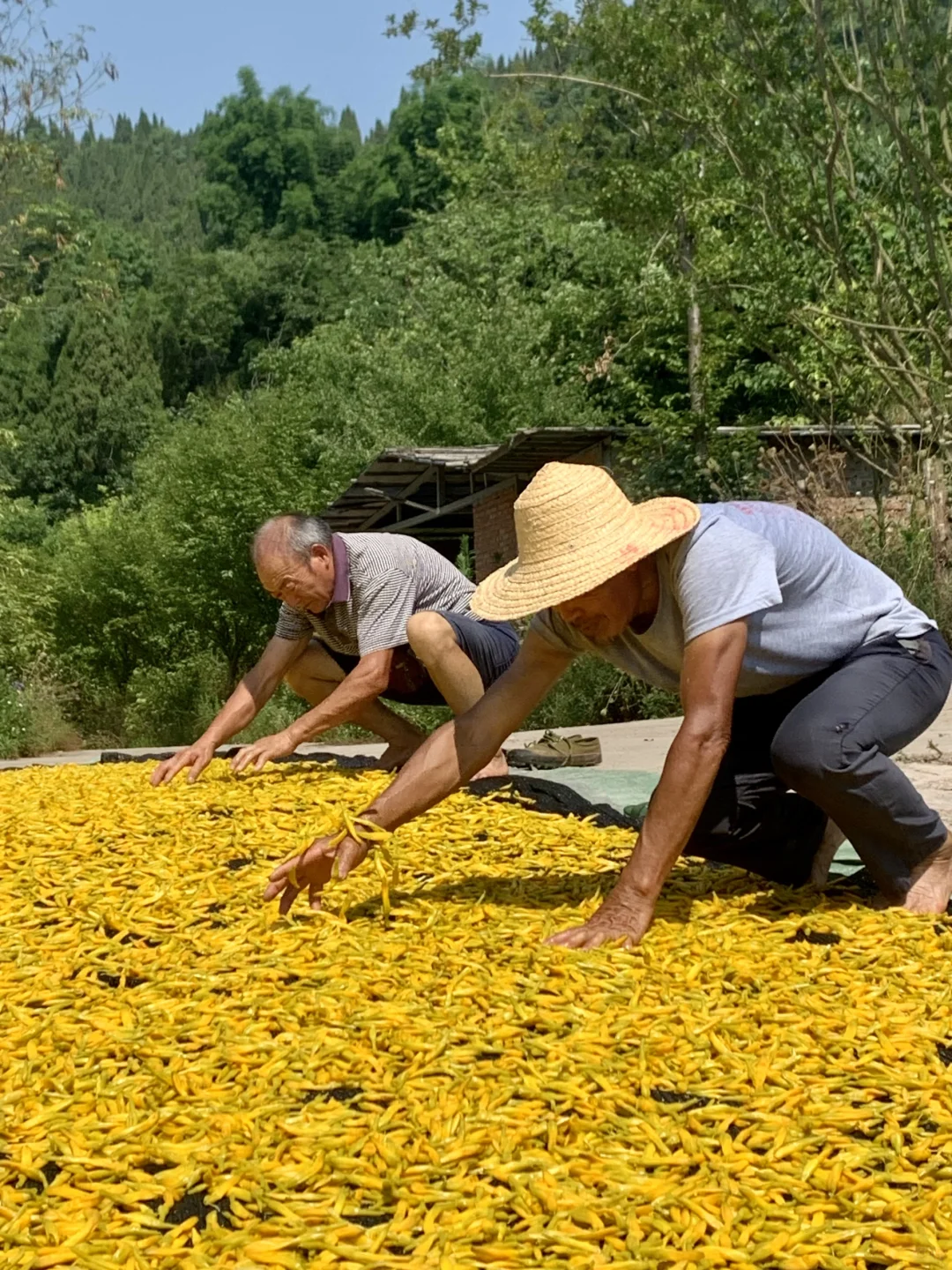 乡村振兴 ｜硕果累累