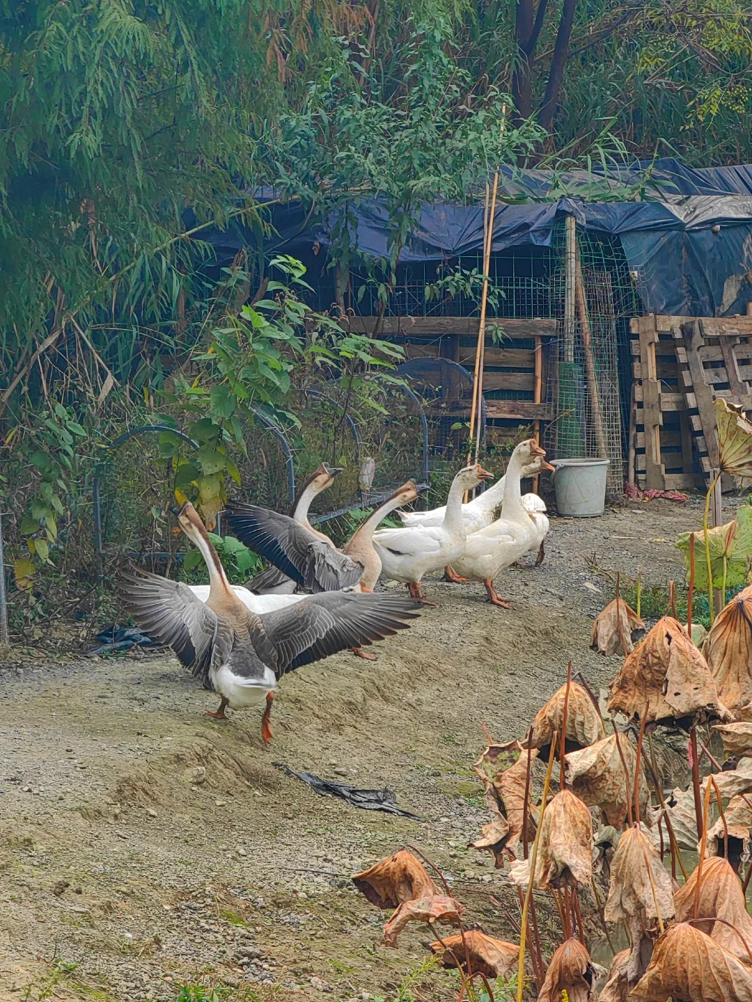 田园生活乐趣多，在地里挖呀挖呀挖?