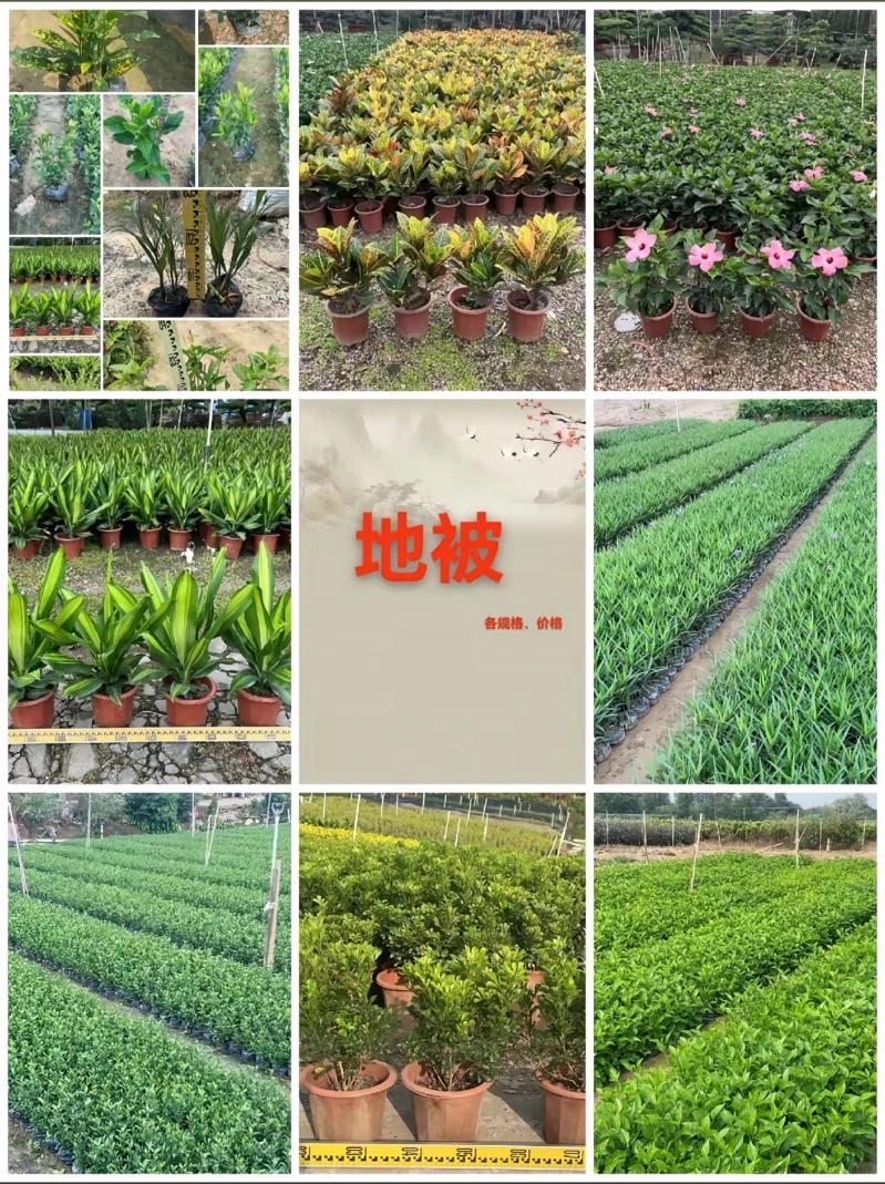 专业供应苗木|庭院/工程苗木订单都可接